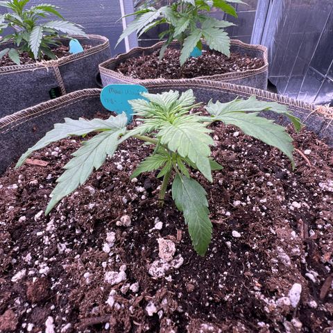 Maui waui 2 growlog timeline photo