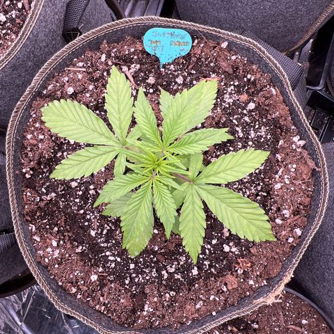 Original Auto Jack Herer growlog timeline photo