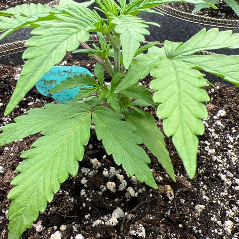 Original Auto Jack Herer growlog timeline photo