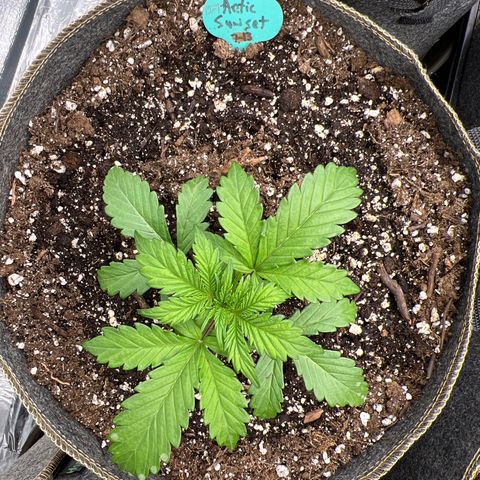 Arctic Sunset growlog timeline photo