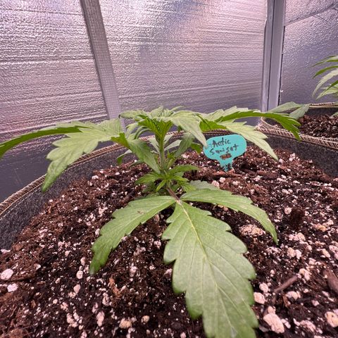 Arctic Sunset growlog timeline photo