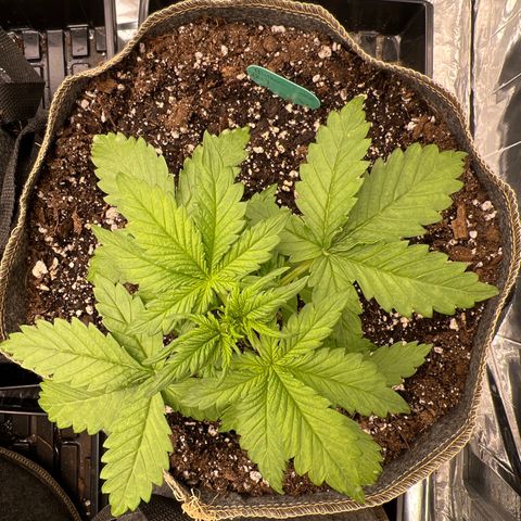 Mimosa Cake Auto growlog timeline photo