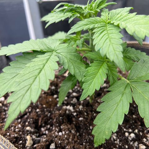Mimosa Cake Auto growlog timeline photo