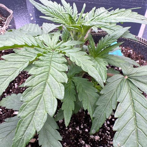 Wedding Glue Auto growlog timeline photo