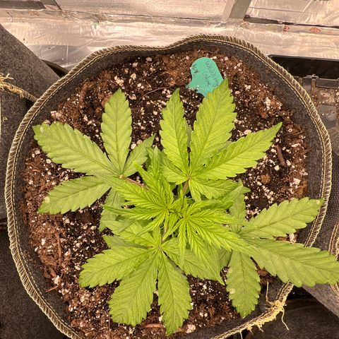 Wedding Glue Auto growlog timeline photo
