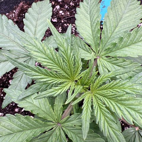 Wedding Glue Auto growlog timeline photo