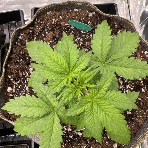Mimosa Cake Auto growlog timeline photo