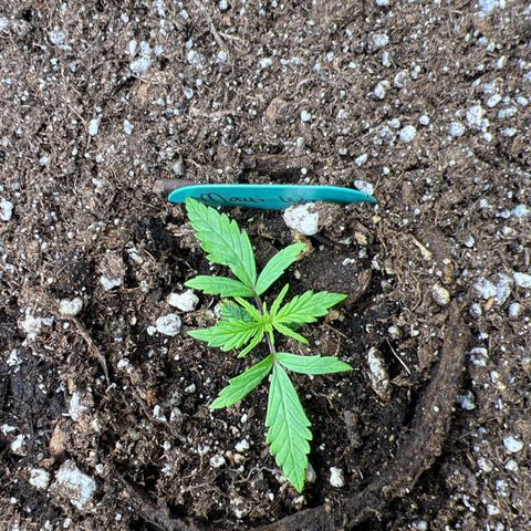 Hawaii Maui Waui Automatic growlog photo: Not even sure what to say. Broke the seedling in half. Here we are!🥳