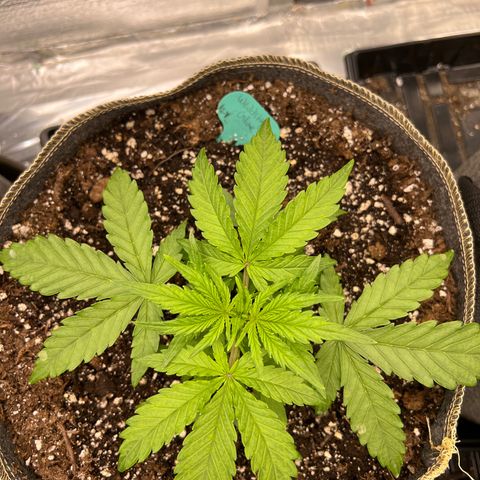 Wedding Glue Auto growlog timeline photo