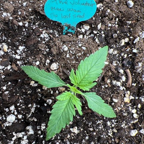 The volunteer (Maui Waui) growlog timeline photo