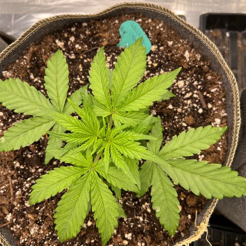 Wedding Glue Auto growlog timeline photo