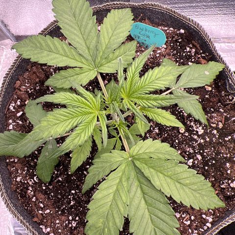 Blueberry Kush Automatic growlog timeline photo