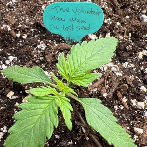 The volunteer (Maui Waui) growlog timeline photo