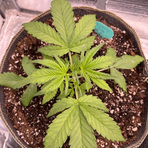 Wedding Glue Auto growlog timeline photo