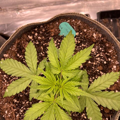 Wedding Glue Auto growlog timeline photo