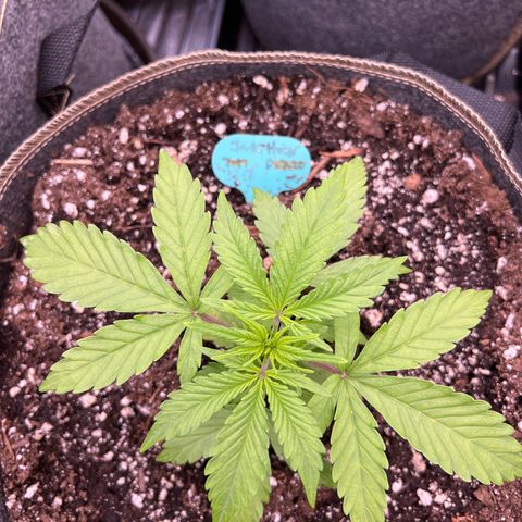 Original Auto Jack Herer growlog timeline photo