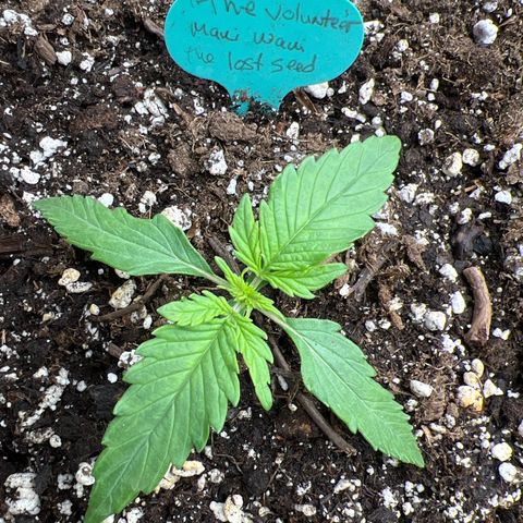 The volunteer (Maui Waui) growlog timeline photo