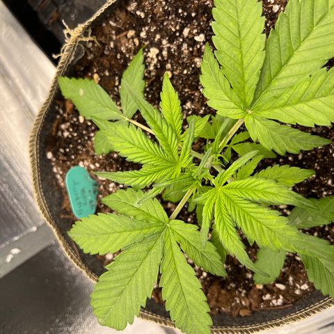 Blueberry Kush Automatic growlog timeline photo