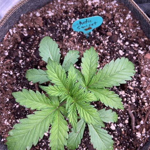 Arctic Sunset growlog timeline photo