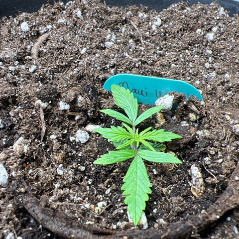 Hawaii Maui Waui Automatic growlog photo: Not even sure what to say. Broke the seedling in half. Here we are!🥳