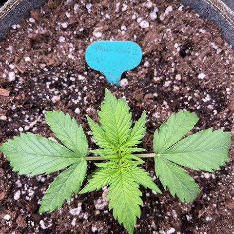 Maui waui 2 growlog timeline photo