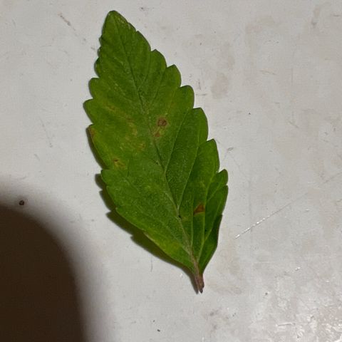 Original Auto Jack Herer growlog photo: Some spots showed up this morning. Could just be from fertilizer? But need to watch closely.