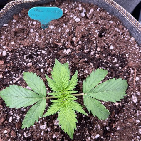 Maui waui 2 growlog timeline photo