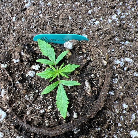 Hawaii Maui Waui Automatic growlog timeline photo