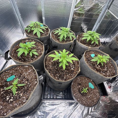 The volunteer (Maui Waui) growlog photo: 9:18 pm