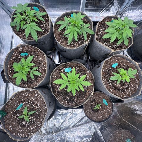 The volunteer (Maui Waui) growlog timeline photo