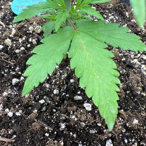 Original Auto Jack Herer growlog photo: Keeping a close eye!