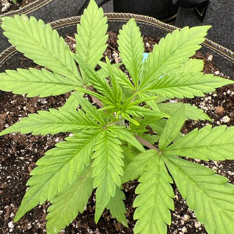 Original Auto Jack Herer growlog photo: Keeping a close eye!