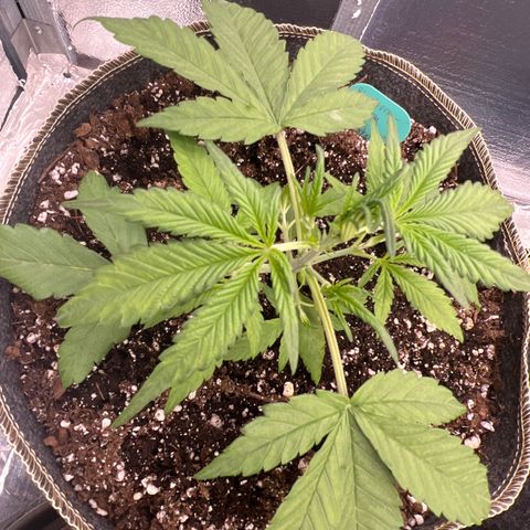 Blueberry Kush Automatic growlog timeline photo
