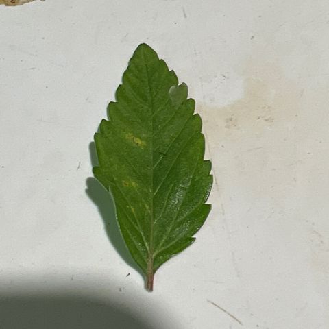 Original Auto Jack Herer growlog photo: Seems to be starting on other lower leaf. Could be normal, but going to continue to closely monitor.