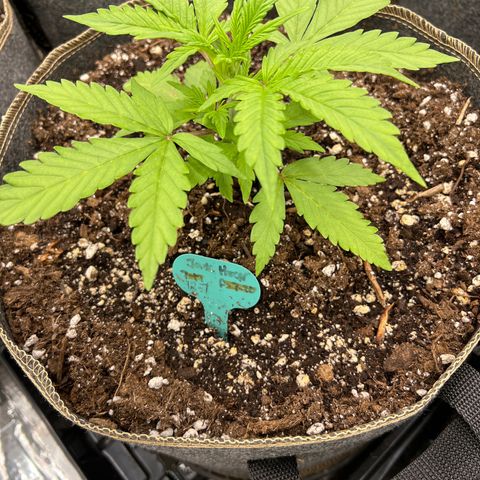 Original Auto Jack Herer growlog timeline photo