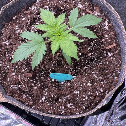 Maui waui 2 growlog timeline photo