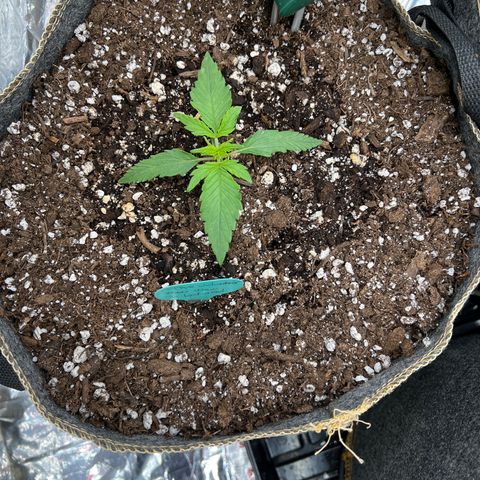 The volunteer (Maui Waui) growlog timeline photo
