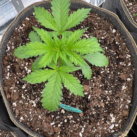 Arctic Sunset growlog timeline photo