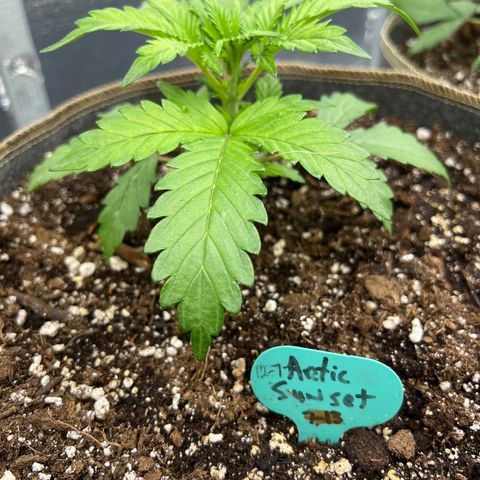 Arctic Sunset growlog timeline photo