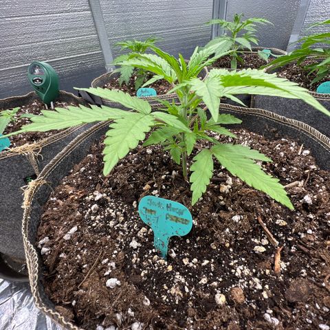 Original Auto Jack Herer growlog timeline photo
