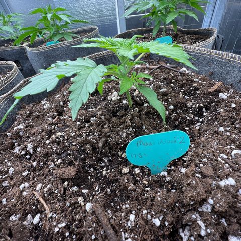 Maui waui 2 growlog timeline photo