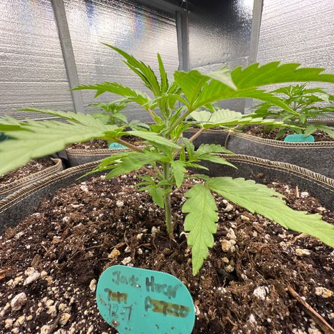Original Auto Jack Herer growlog timeline photo