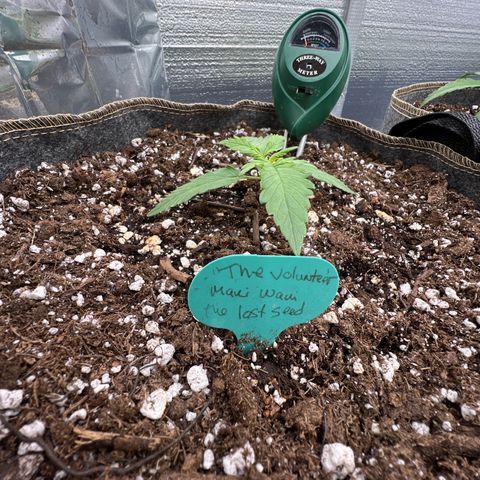 The volunteer (Maui Waui) growlog timeline photo