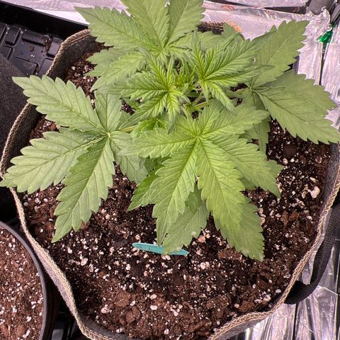 Mimosa Cake Auto growlog timeline photo