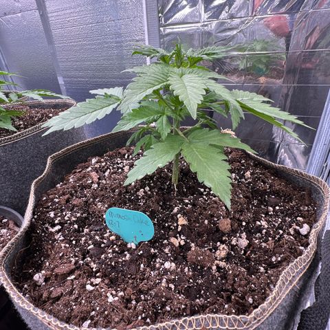 Mimosa Cake Auto growlog timeline photo