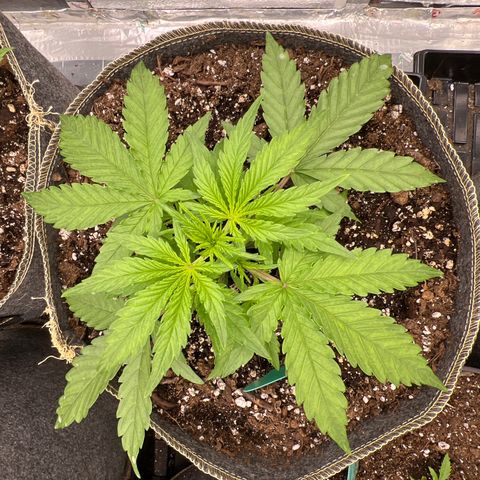 Wedding Glue Auto growlog timeline photo