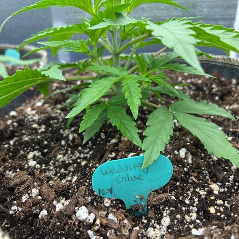 Wedding Glue Auto growlog timeline photo