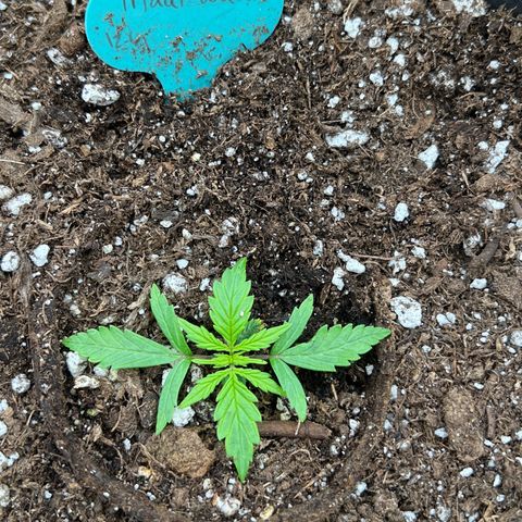 Hawaii Maui Waui Automatic growlog timeline photo