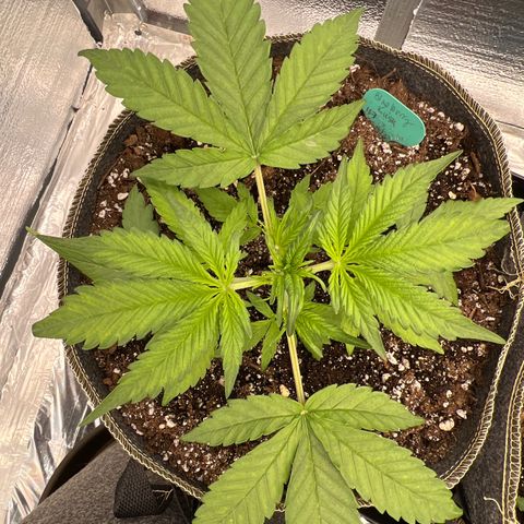 Blueberry Kush Automatic growlog timeline photo