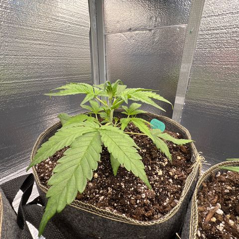 Blueberry Kush Automatic growlog timeline photo